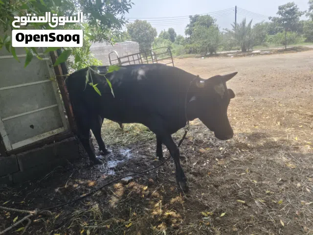 Cow big sige color black male price 650