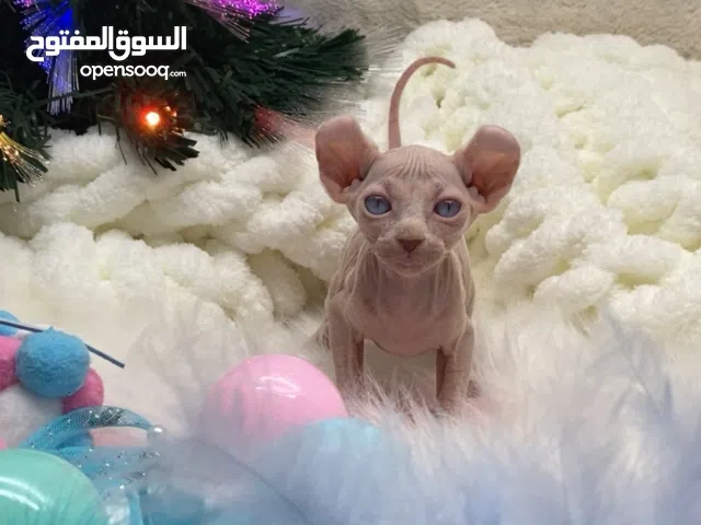 Sphynx boy blue eyes - 2 months