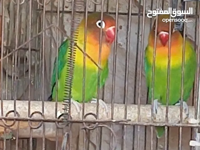 فيشر وروز لاتيني شغالين أصناف عاليه