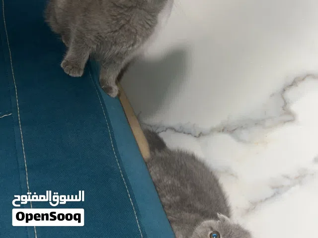 قطط مكس سكوتش فولد اسكتلندي  وبيكي مون الأب  للبيع