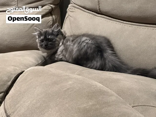 Persian Mix cat for sale