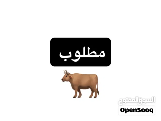 ابحث عن عجالة صغار للتربية