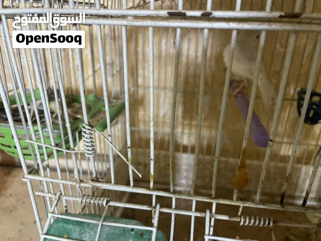 كوبي كناري تحتها تحي