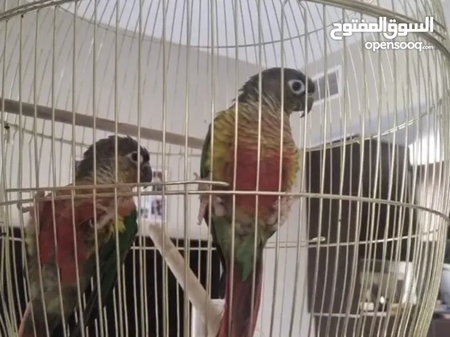 طيور من انواع الببغاء للبيع