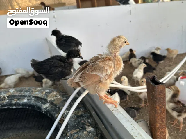 Baby chicken 1 pieces 8 dirham   دجاجة صغيرة، قطعة واحدة، 8 دراهم