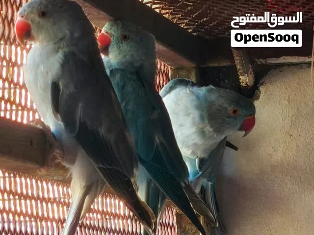 ببغاء الذره الهندي انتاج 2026