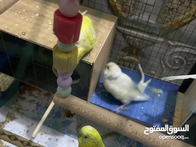 مرحبا طيور لحب حلوات