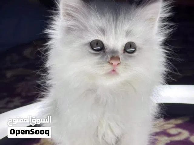 قطقوط صغير عسوول جدا