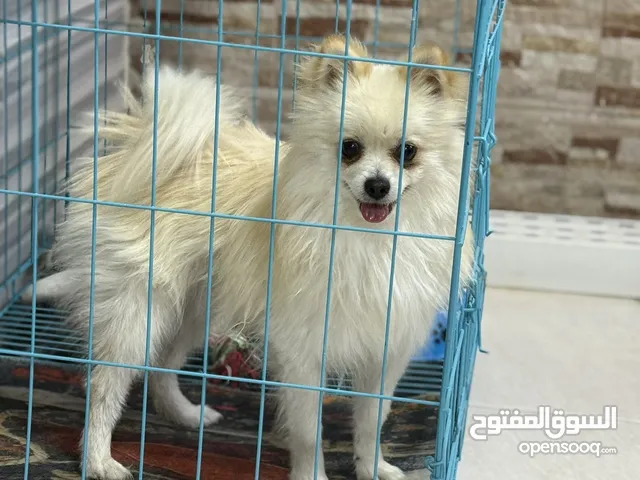 بومرينيان اليف جدا ولعوب مع الاطفال