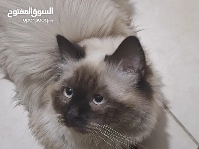 قط هيمالايا سيامي