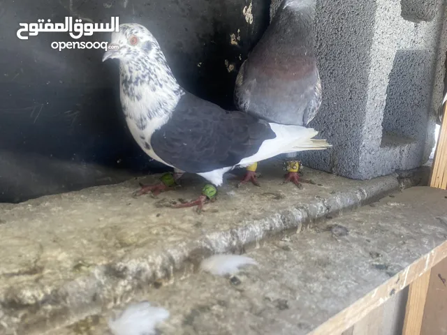 للبيع حمام دنش و دمشقي إيراني قلاب