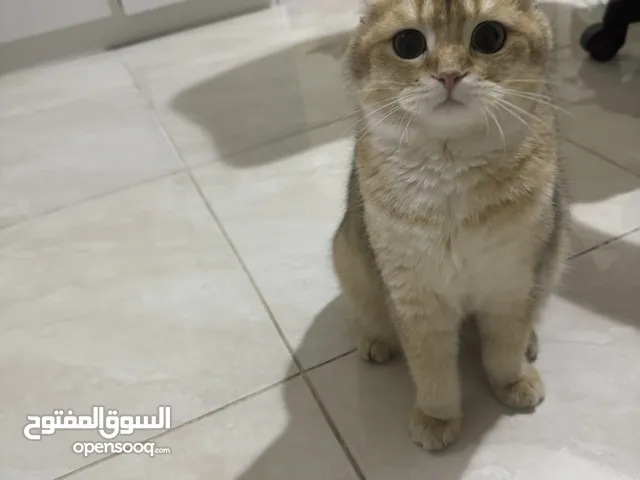 قطه سكوتش فولد بيور