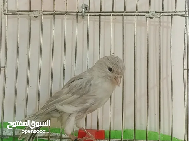 فحل الامنيوم سلفر