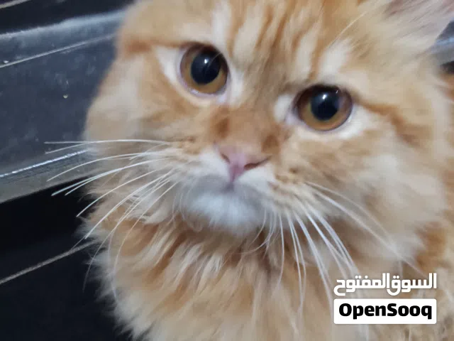 قطه شيرازي