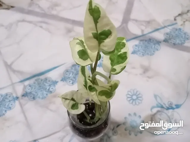 نباتات مائية قطع كلش حلوة تصلح للمطبخ فوق الرفوف او المكاتب.