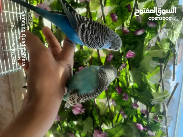 جوز ببغاء حب