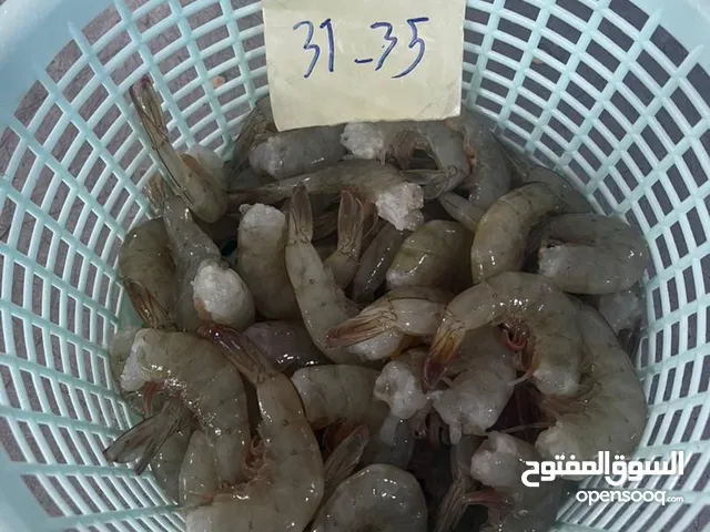 Fresh &frozen shrimp )ربيان طازج ومجمد