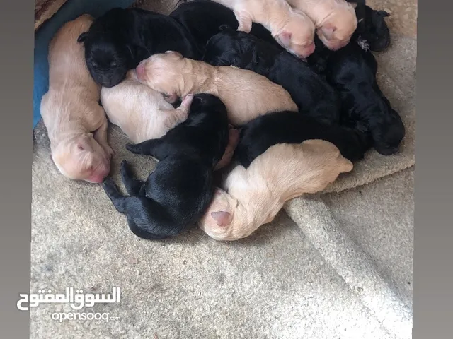 Puppy golden retriever & black retriever
