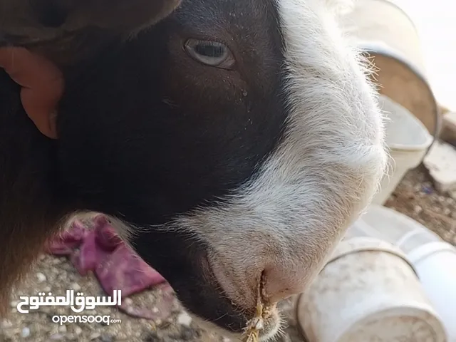 جدي شامي عمر اربع شهور ونص