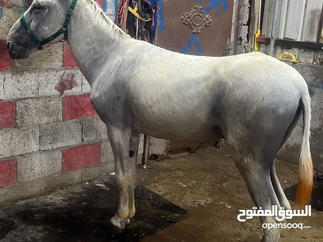 للبيع حمار حالته الصحيه 100/100