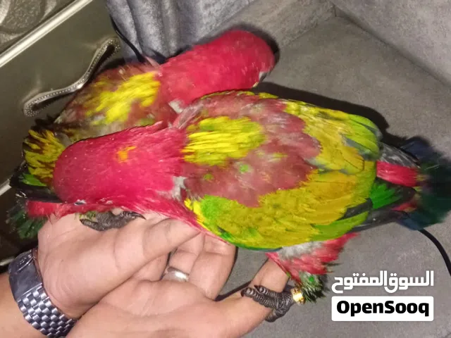متاح فراخ ببغاء  لوري شترنج من انتجي بفظل الله زق يدوي من نوادر الاردن