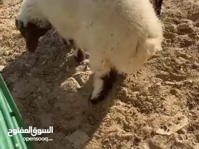 طليان للبيع