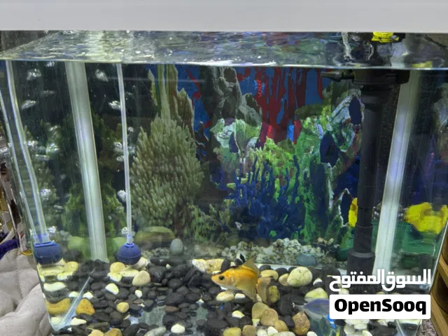 حوض سمك للبيع