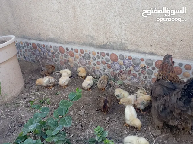دجاجه عرب وافراخها