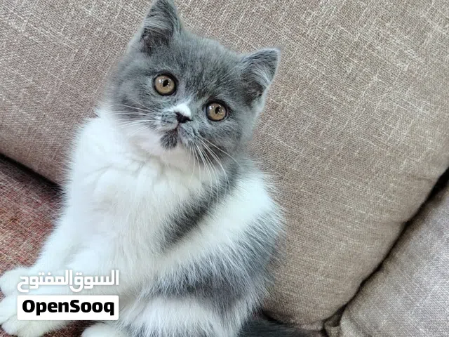 Peke Face Persian × Himalayan Mix