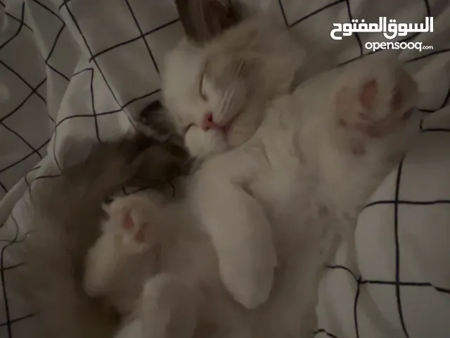 قطه للتبني
