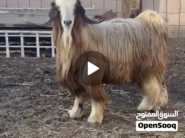 للبيع تيوس فحل