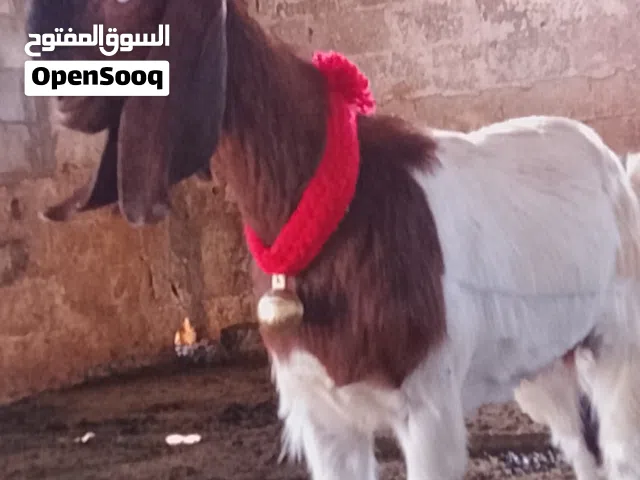 ماشاء الله تبارك الرحمن جدعتين شاميات نخب أول عمر 10اشهر خوات