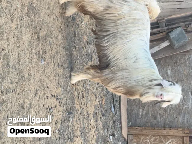 للبيع فحل بهص