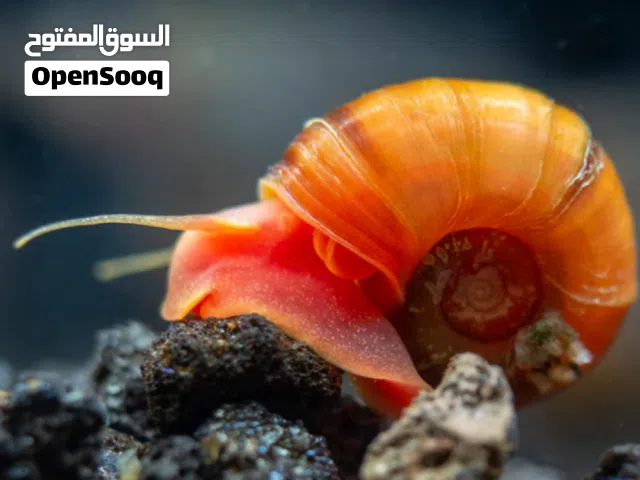 حلزونات تنظيف الاحواض