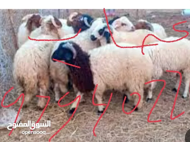 قصاب لجميع انواع الماشيه