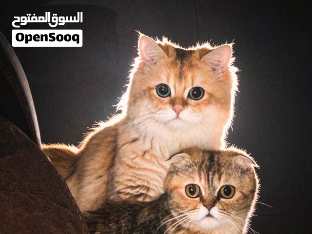 4 قطط ذكر و انثى