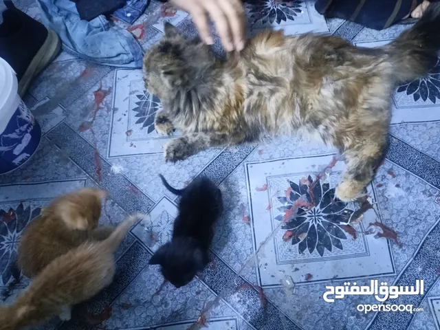 قطه كثافه فول  مع 3 افراخ  