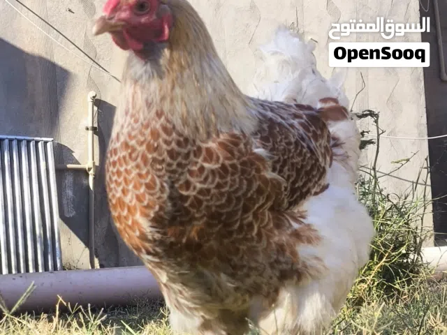 السلام عليكم أقرا الوصف