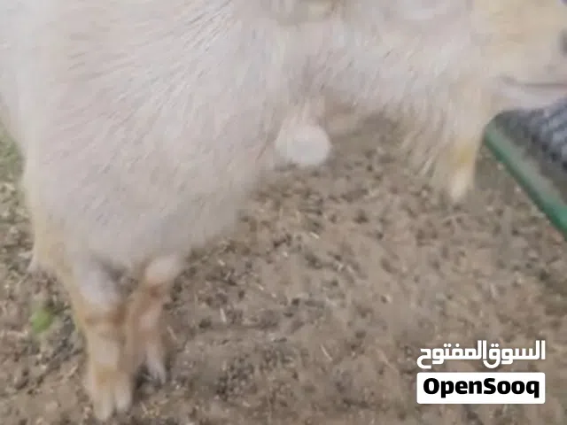 American mix male  تيس امريكي مكس