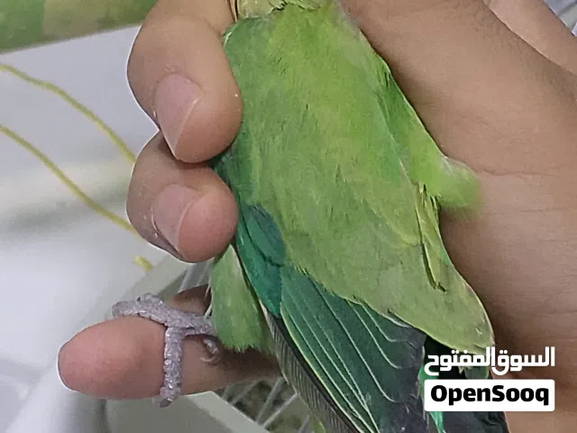 ابوسليم اقراء الوصف