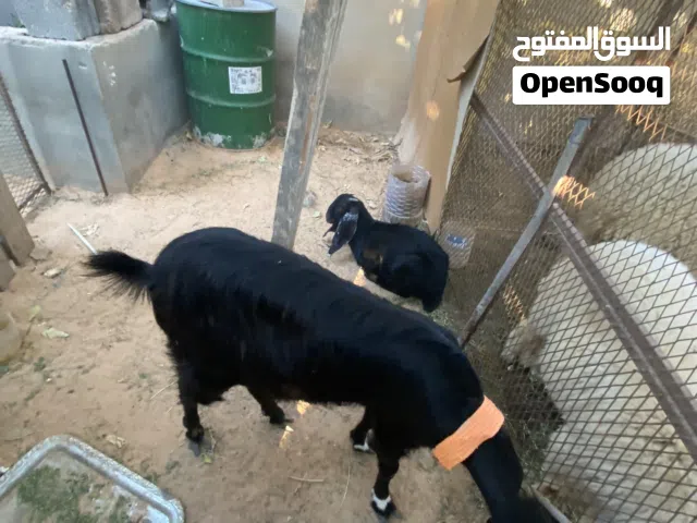 عنز تحتها عناق