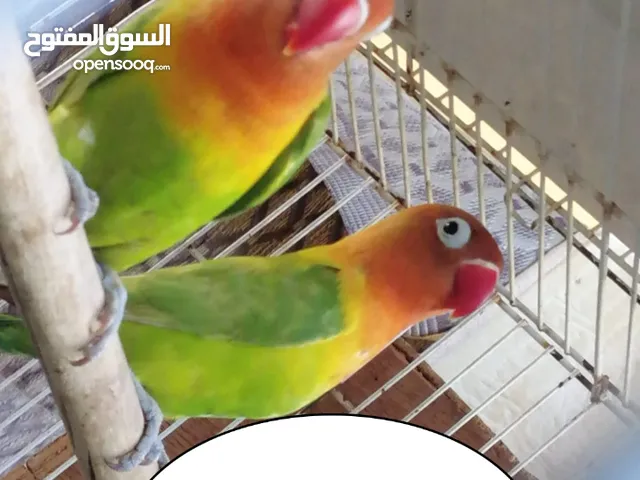 زوجين فيشر للبيع او البدل بزوج كوكتيل شوف الوصف