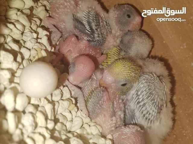 للبيع ازواج بادجي محليه و منتجه