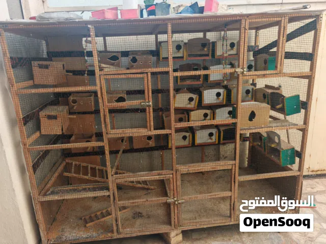 متاح برج طيور
