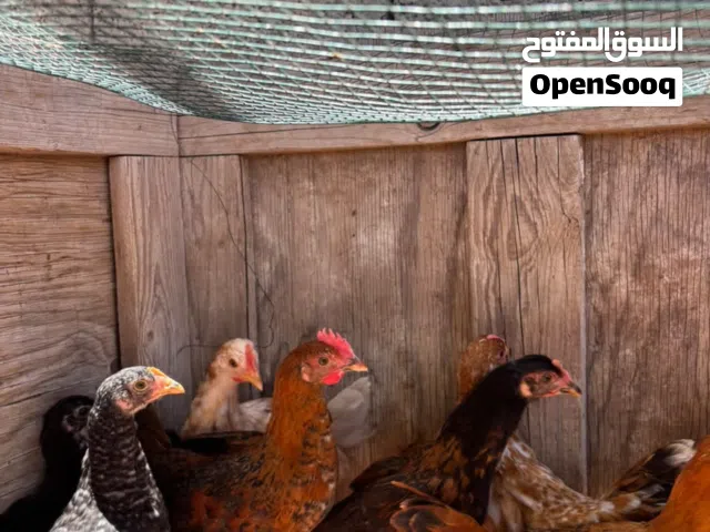 عتاتيق للبيع