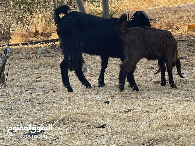 شعاريه نخب اول معها بنتها عمر . 4شهور