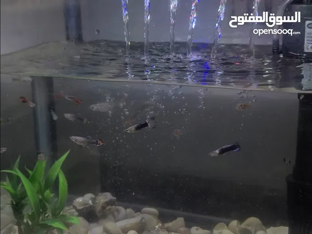 اسماك الجوبي