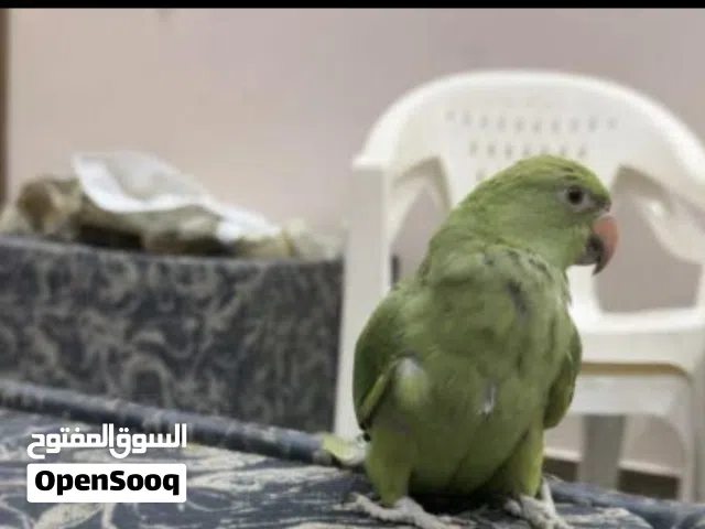 3 month parrot hand tamed parrot free flying team