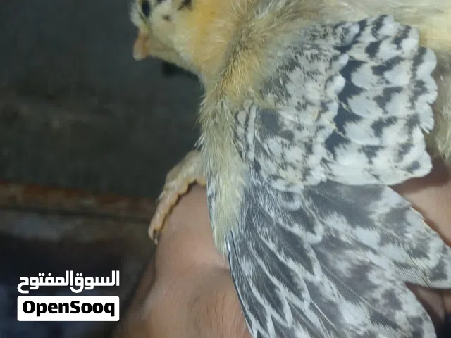صوص بلدي وبندوق براهما