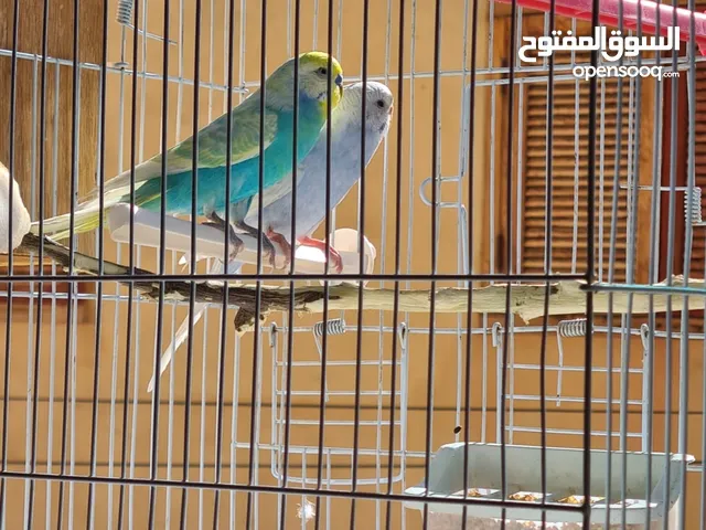 طيور الحب/البيروش
